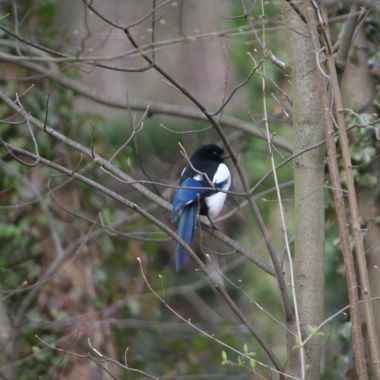 wandeling ekster kleuters