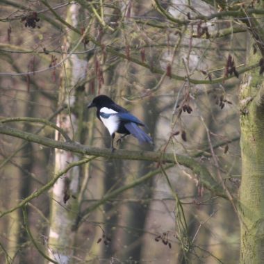 wandeling ekster 1ste graad