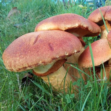 wandeling paddenstoelen 3de graad