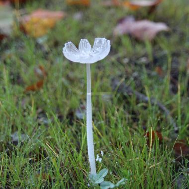 wandeling paddenstoelen 2de graad