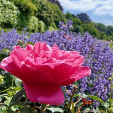 rozen in Vrijbroekpark