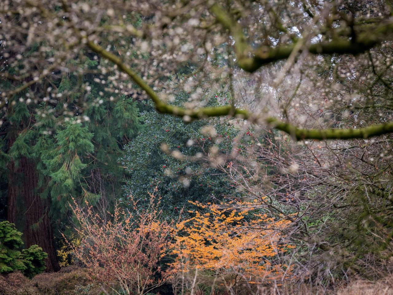 hamamelisplanten van op een afstand, een wolk van bloemen