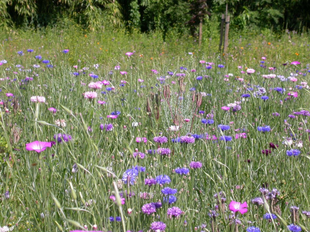 Workshop bloemenweide