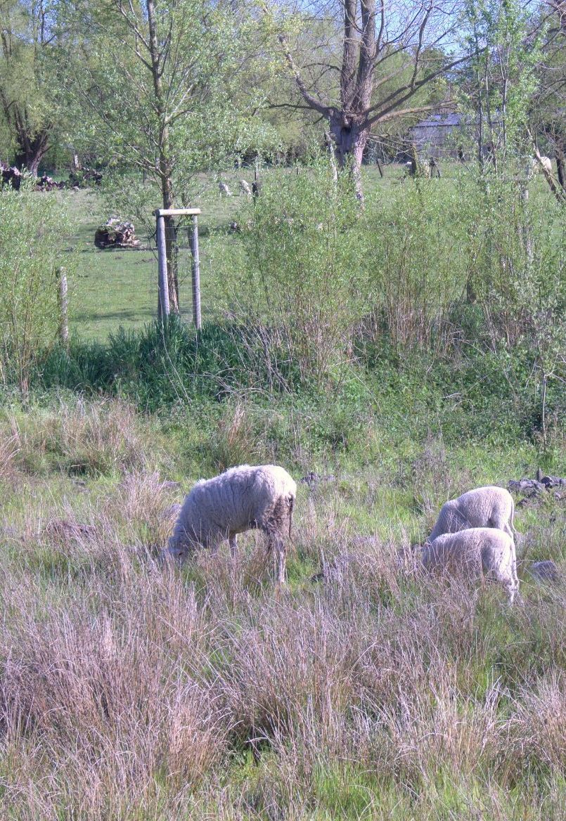 Schaapjes grazen in de Molenbeekse Plassen