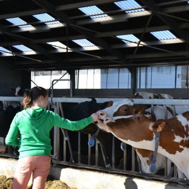 Koe en kinderen