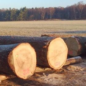 foto van gevelde bomen bij veiling